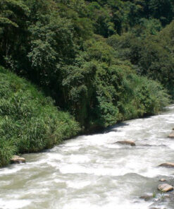 メキシコの豊かな自然を流れる清らかな川の風景
