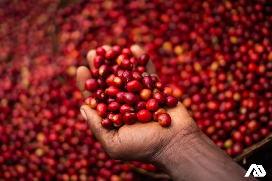 収穫された真っ赤に完熟したコーヒーチェリーを手に乗せている写真。