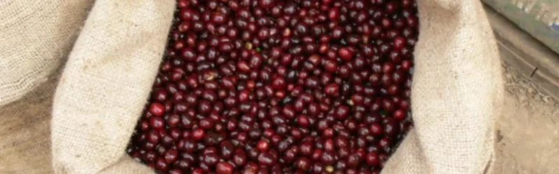 麻袋いっぱいに収穫された真っ赤なコーヒーチェリー - 岡山のスペシャルティコーヒー UCHIDA COFFEE