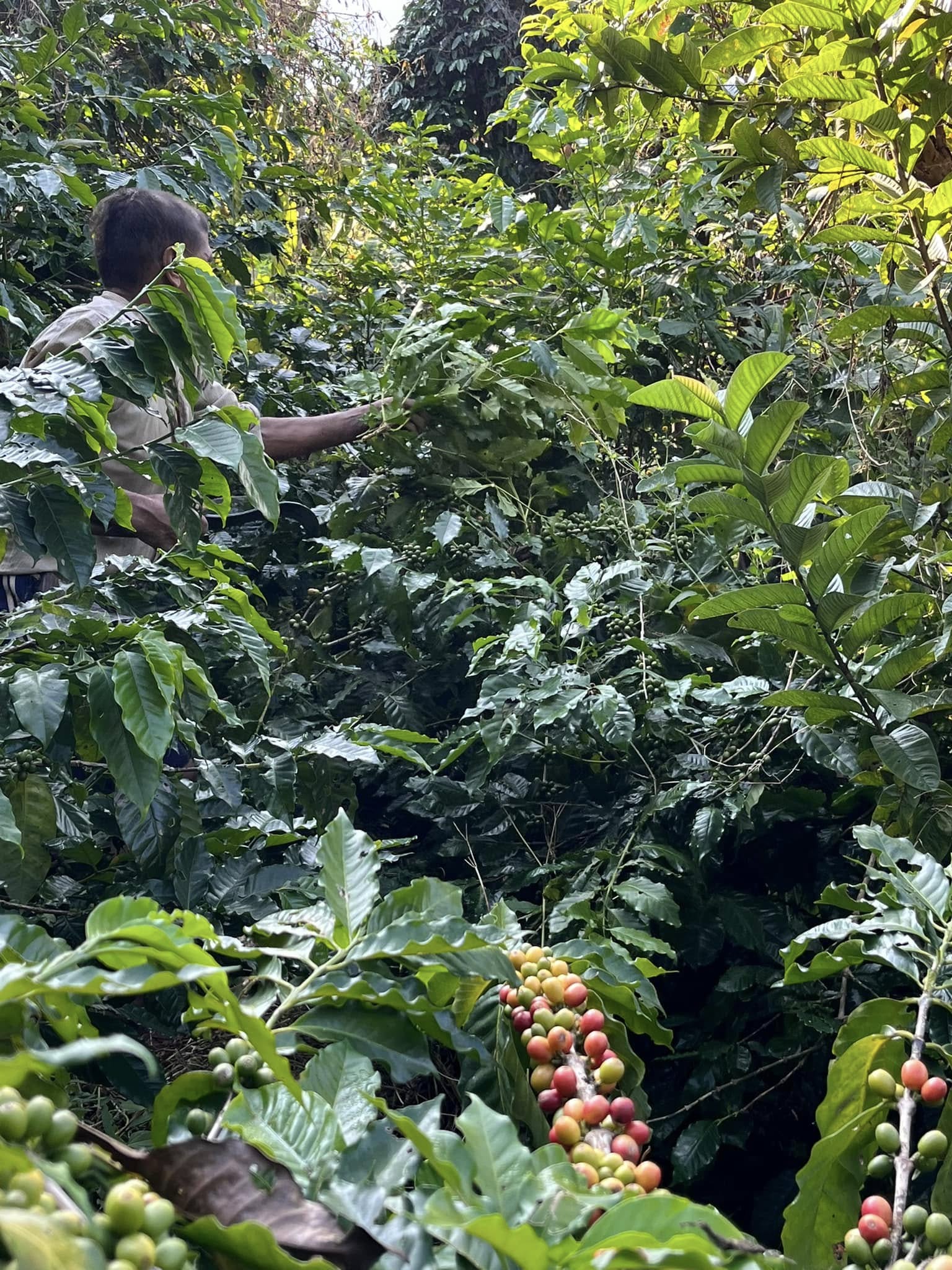 ネパール・グリーンランドオーガニック農園でコーヒーの木を手入れする生産者