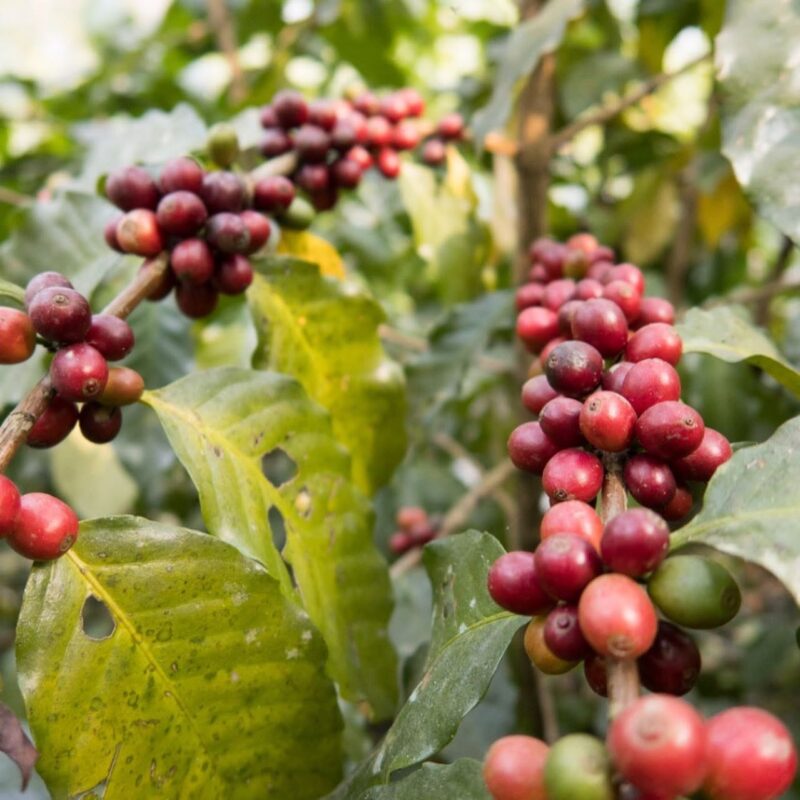 枝に実った赤く熟したネパール産コーヒーチェリー